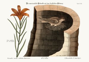 السنونو الأمريكي ، 1749-1773 بواسطة مارك كاتيسبي